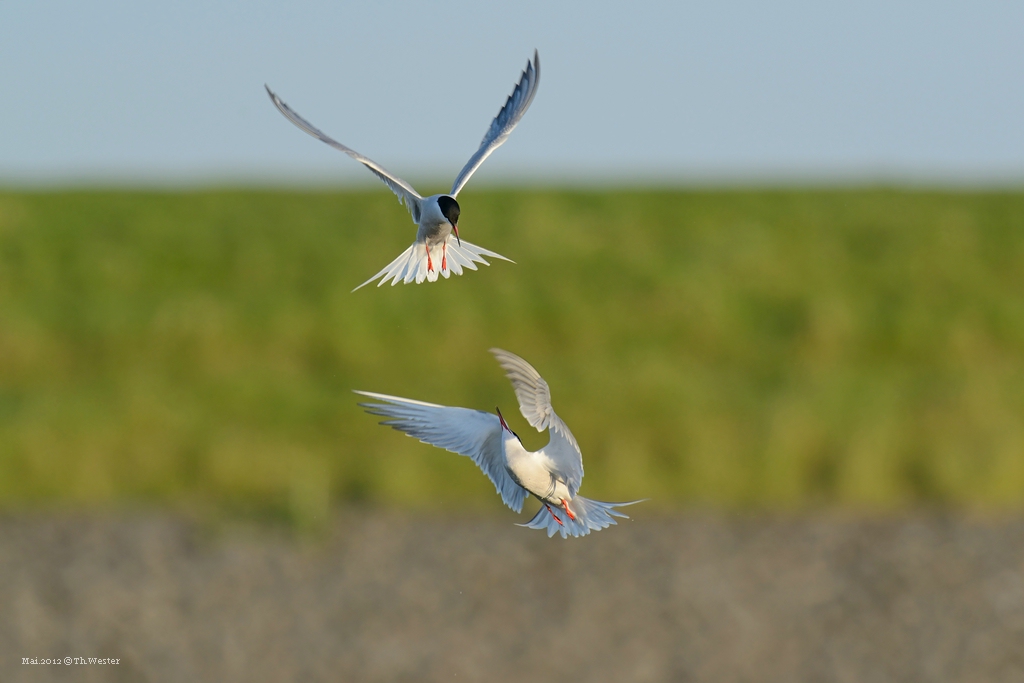 comp DSC 3423