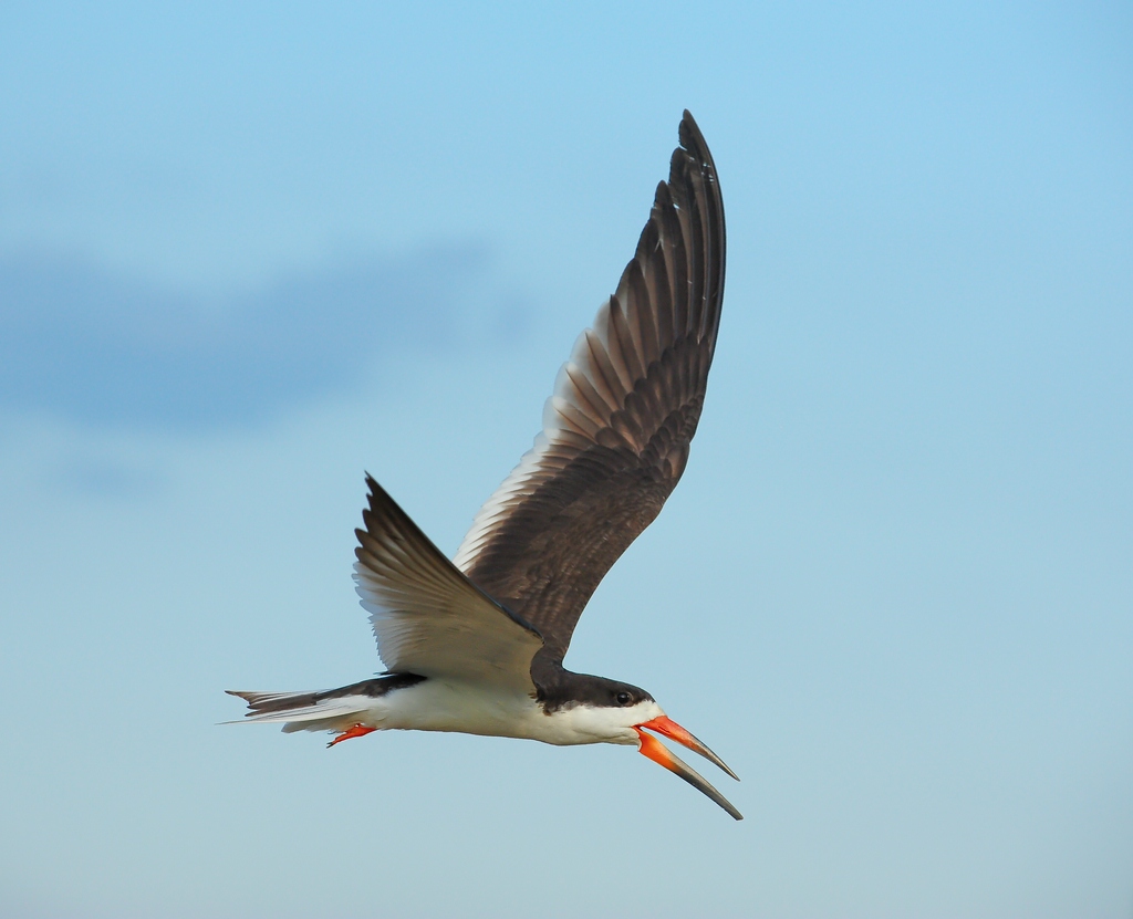 comp DSC 3436