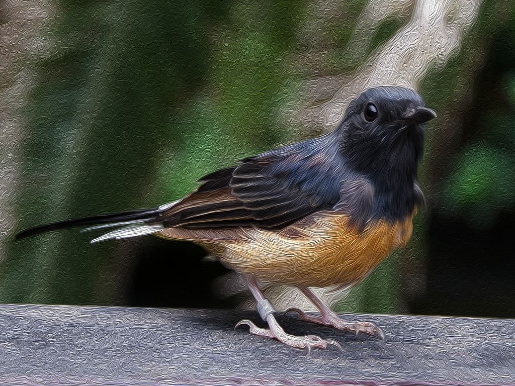 comp DSC 3487