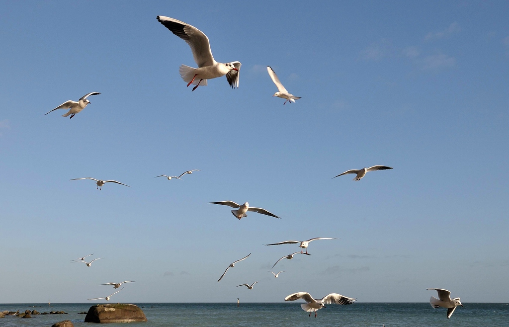 comp DSC 3612