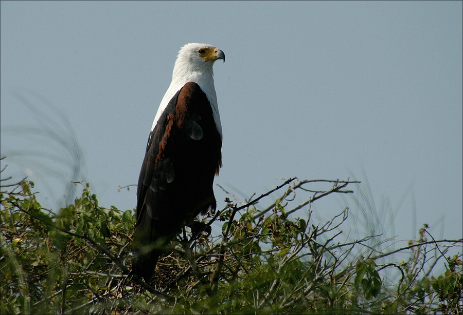 comp DSC 3718