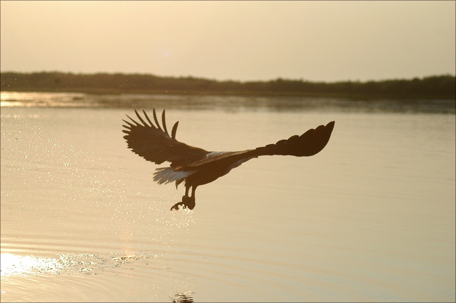 comp DSC 3767