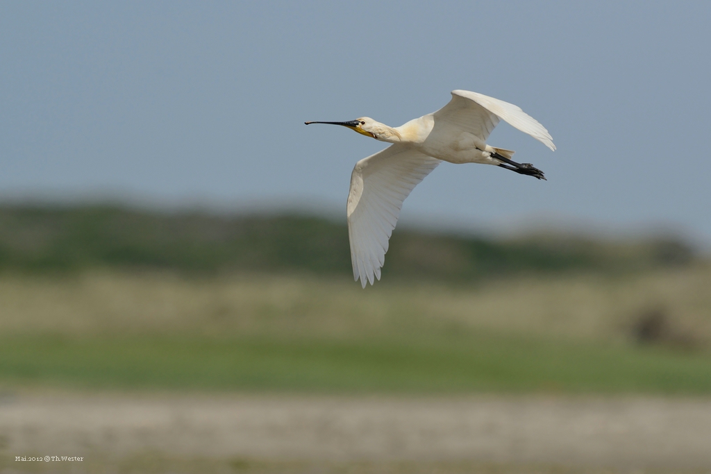 comp DSC 3833
