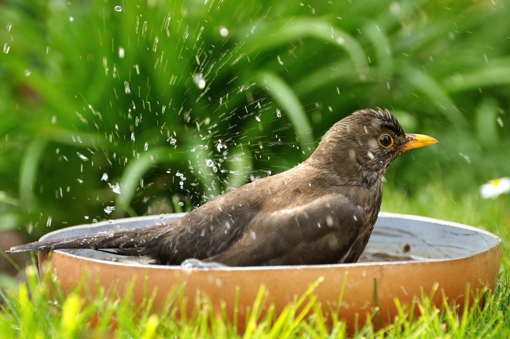 comp DSC 3901