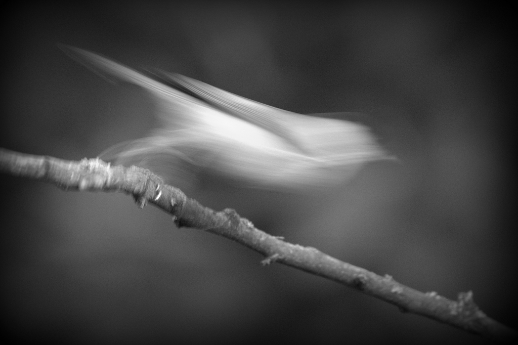 comp DSC 4000.NEF