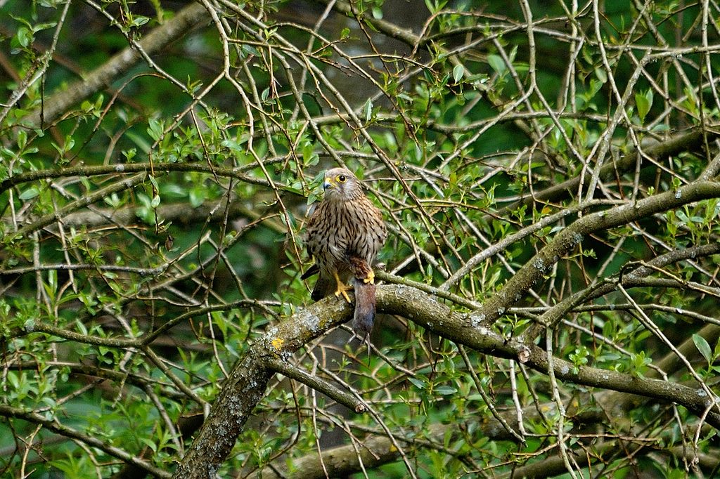 comp DSC 4050 bearbeitet