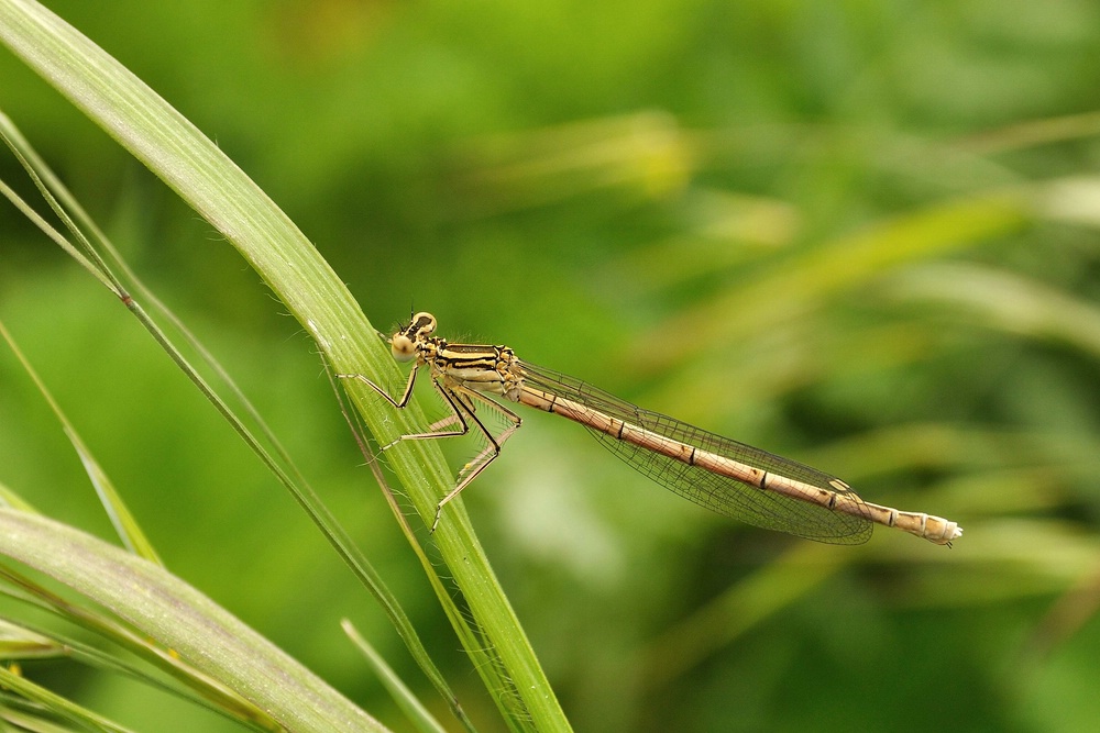 comp DSC 4052