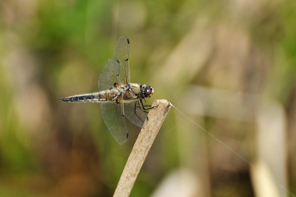comp DSC 4063