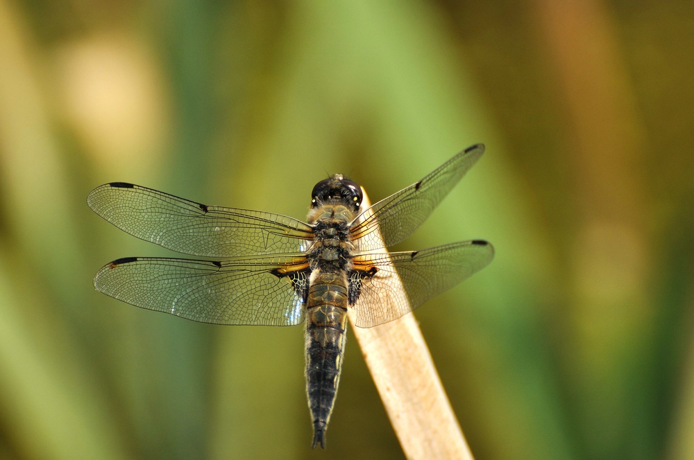 comp DSC 4074