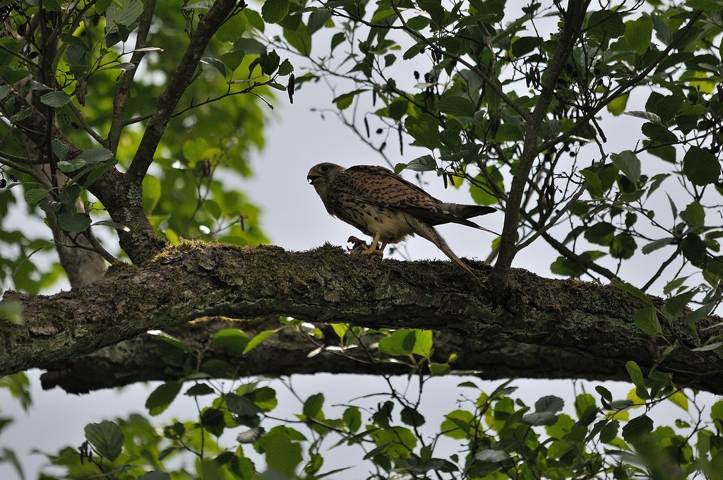comp DSC 4076 bearbeitet