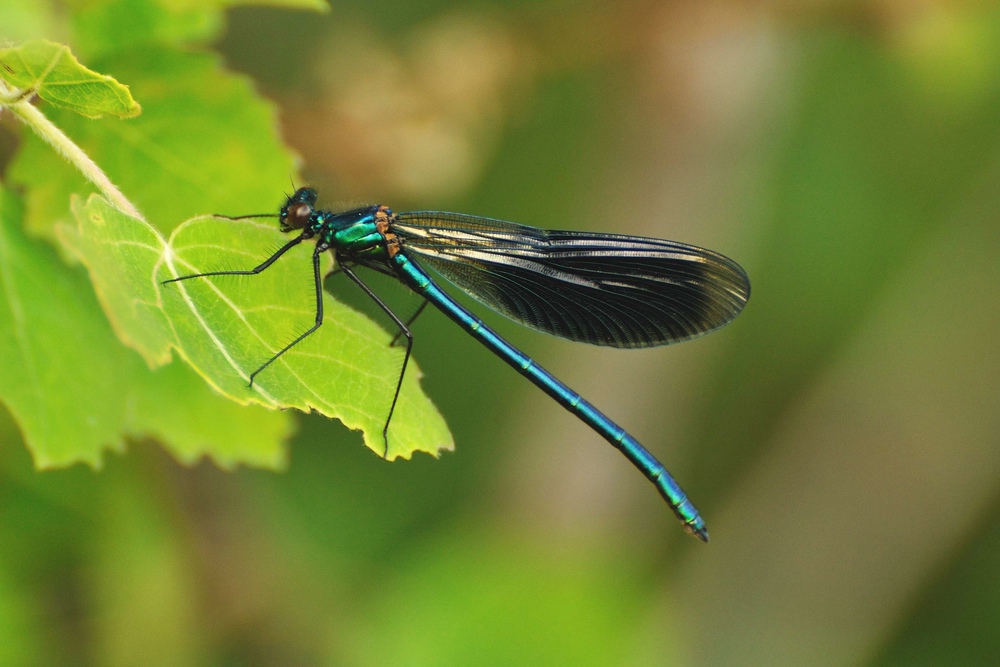 comp DSC 4081