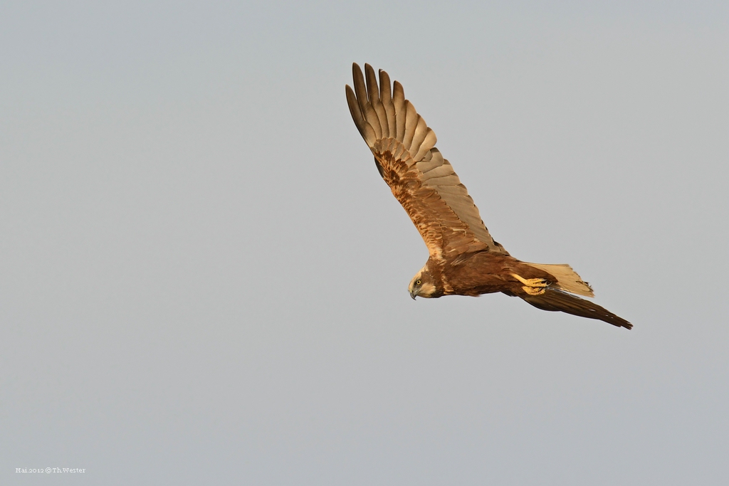 comp DSC 4123