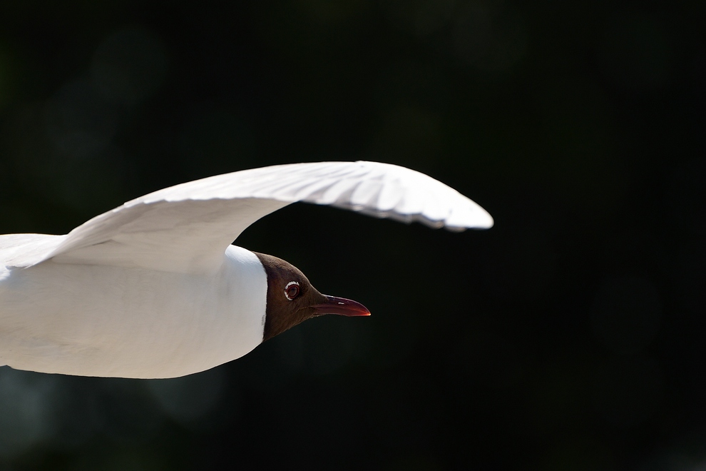 comp DSC 4301c
