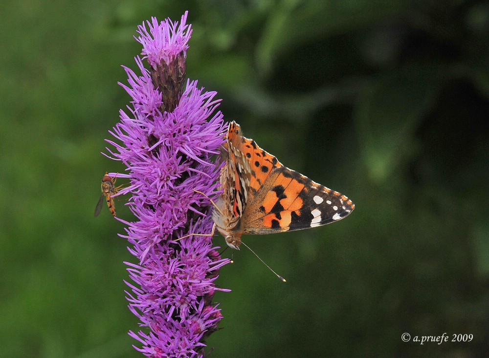 comp DSC 4449