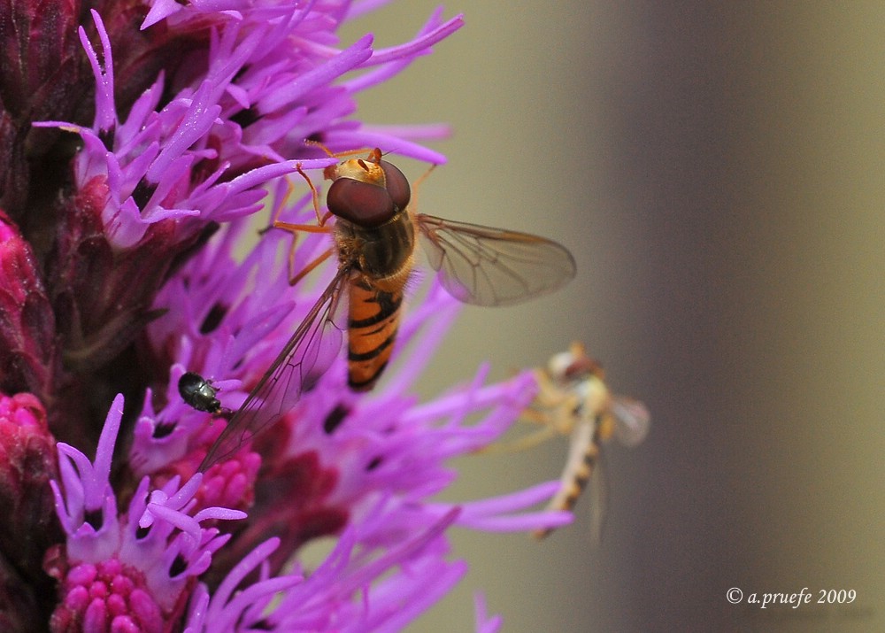 comp DSC 4466