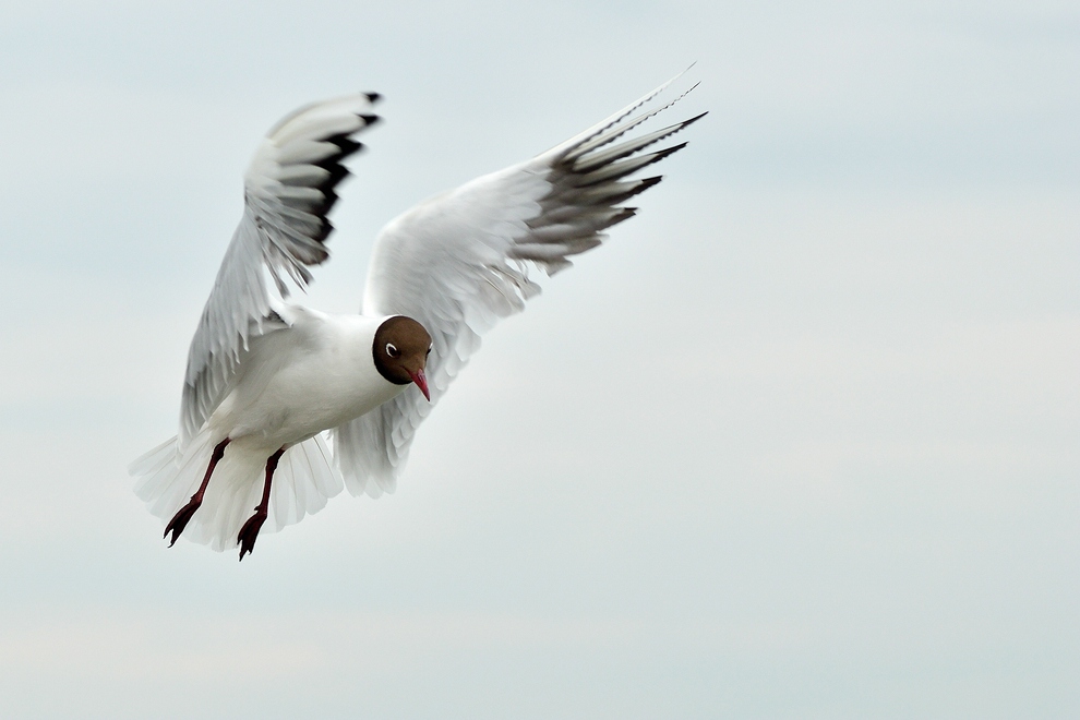comp DSC 4491c