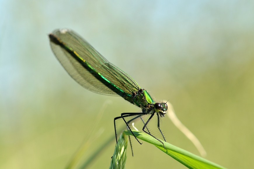 comp DSC 4558