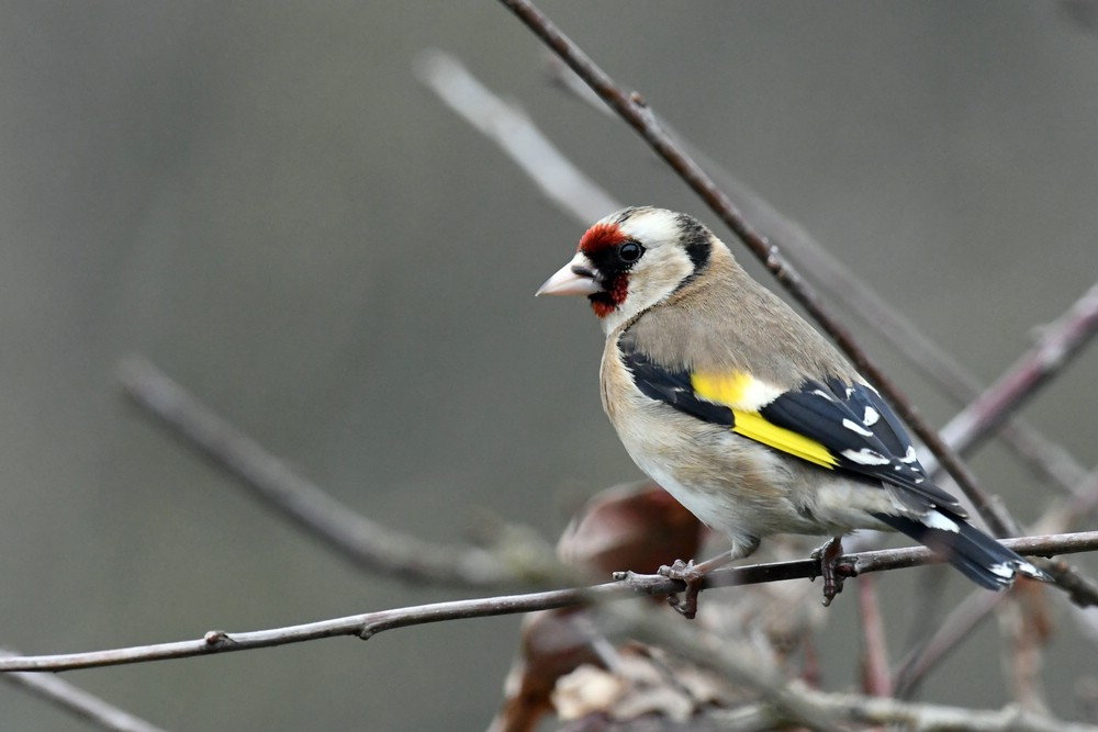 comp DSC 4564
