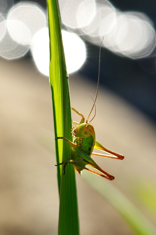 comp DSC 4600