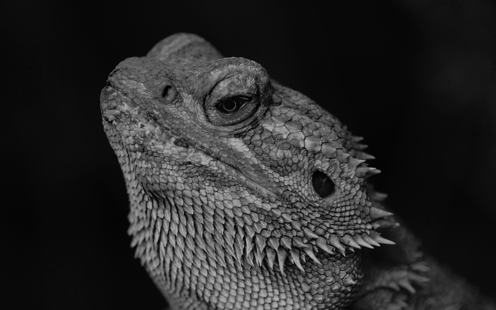 comp DSC 4645