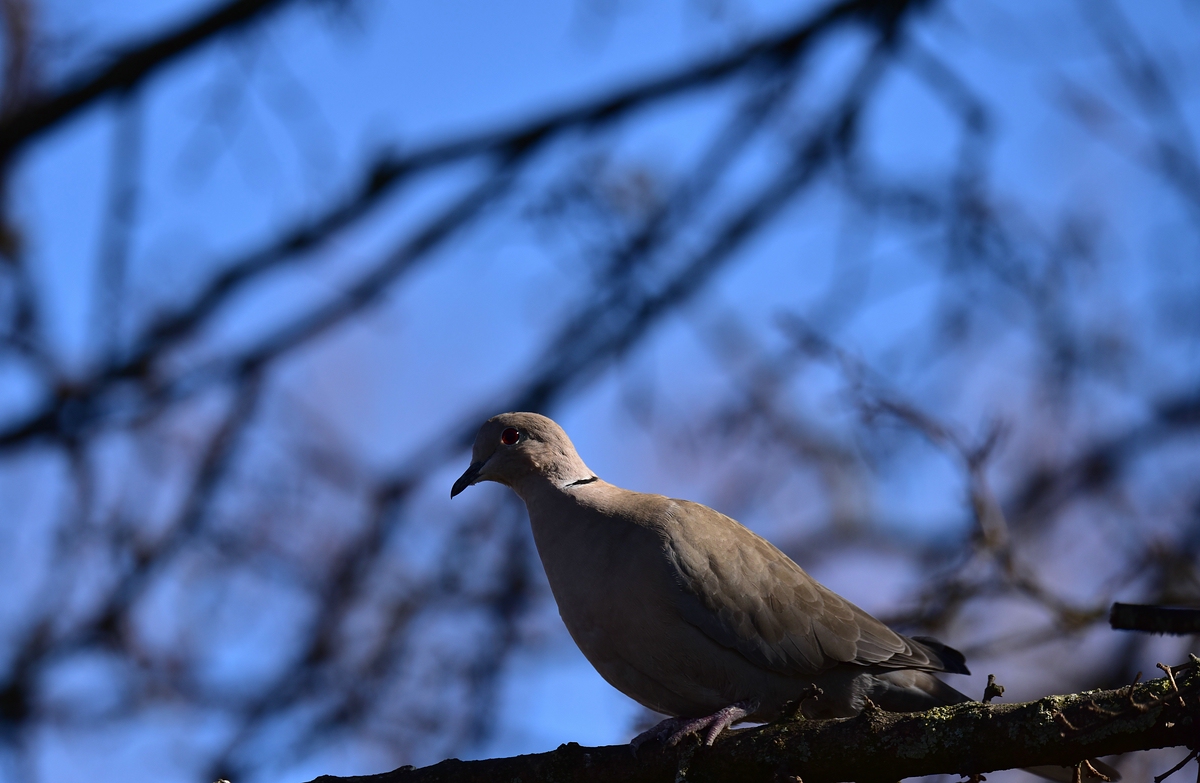 comp DSC 4767
