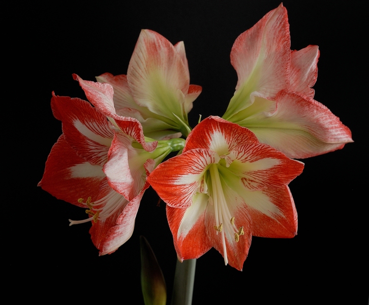 comp DSC 4970