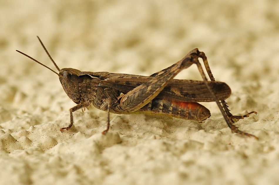 comp DSC 5013