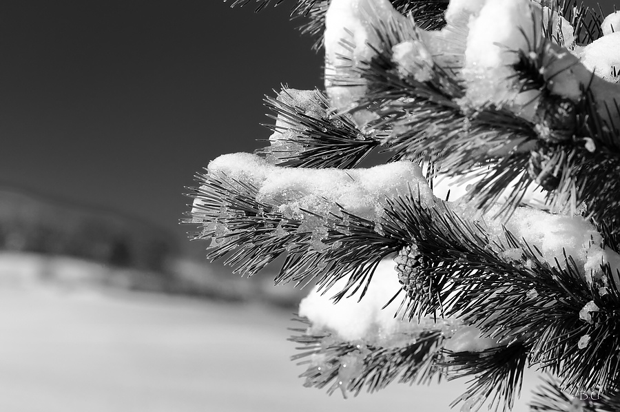 comp DSC 5078 3161Weihnachten