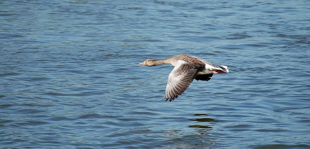 comp DSC 5090