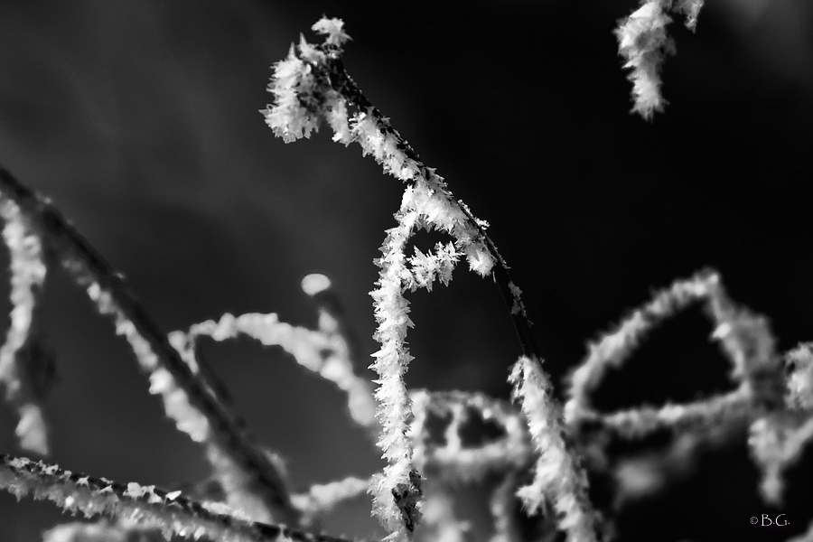 comp DSC 5167 3249Winter