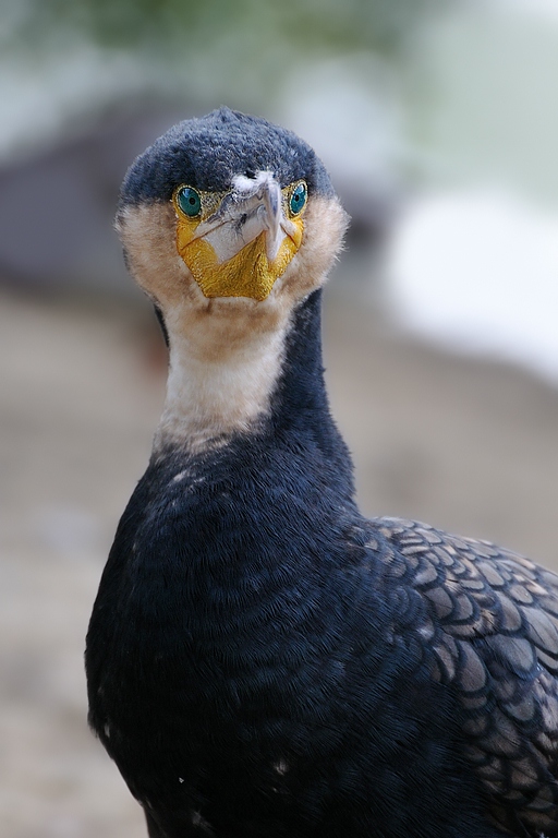 comp DSC 53324