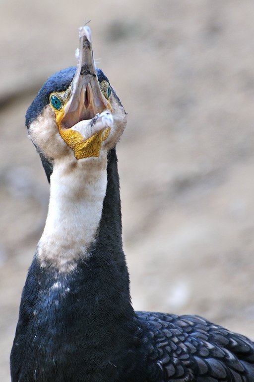 comp DSC 5340 1