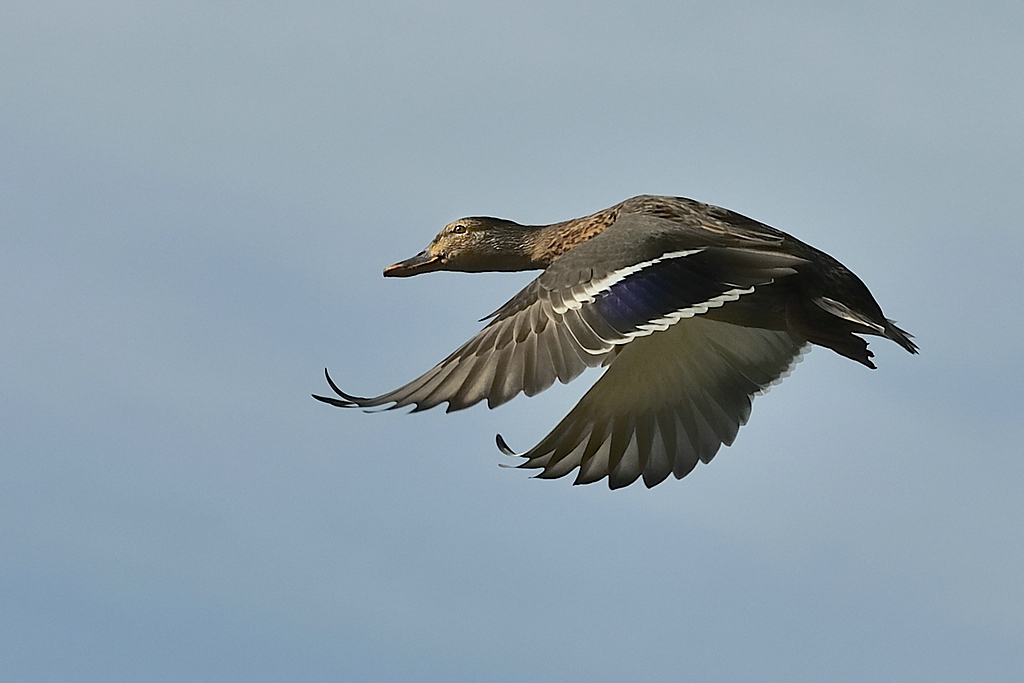 comp DSC 5461 3