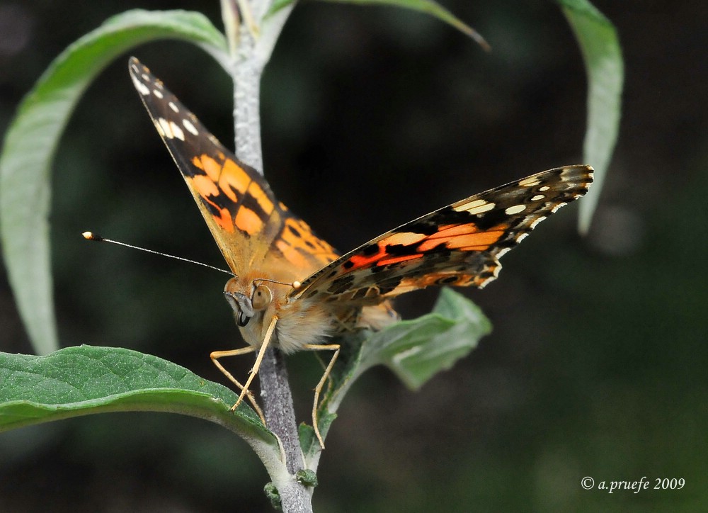 comp DSC 6025