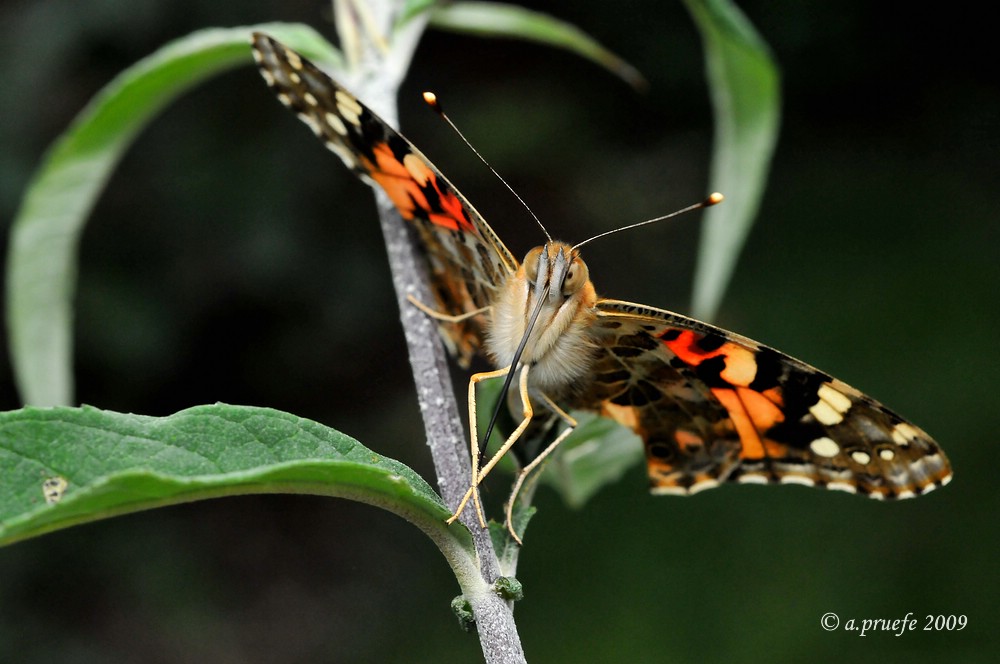 comp DSC 6026