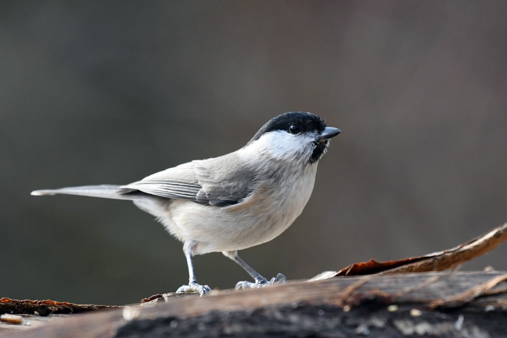 comp DSC 6046