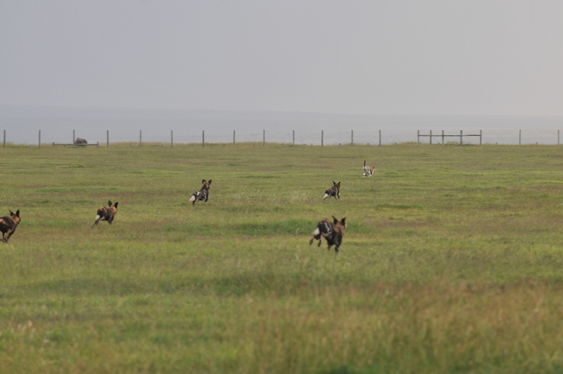 comp DSC 6098
