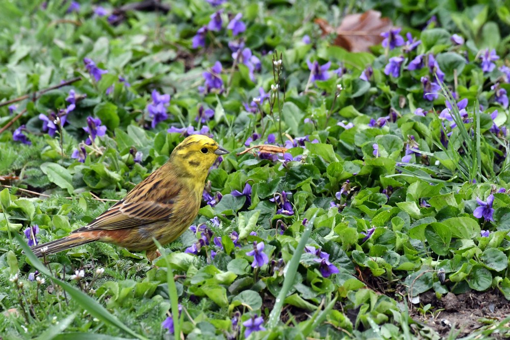 comp DSC 6163


Goldammer