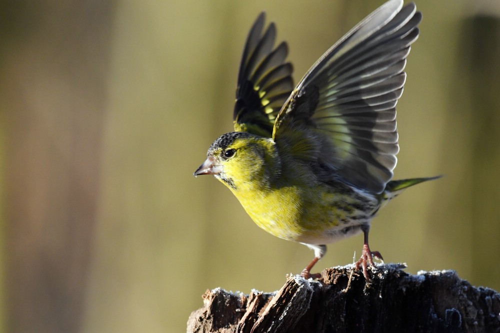 comp DSC 6249