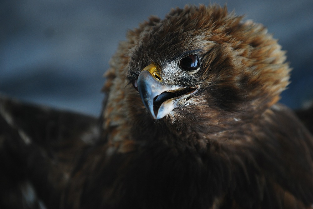 comp DSC 6358