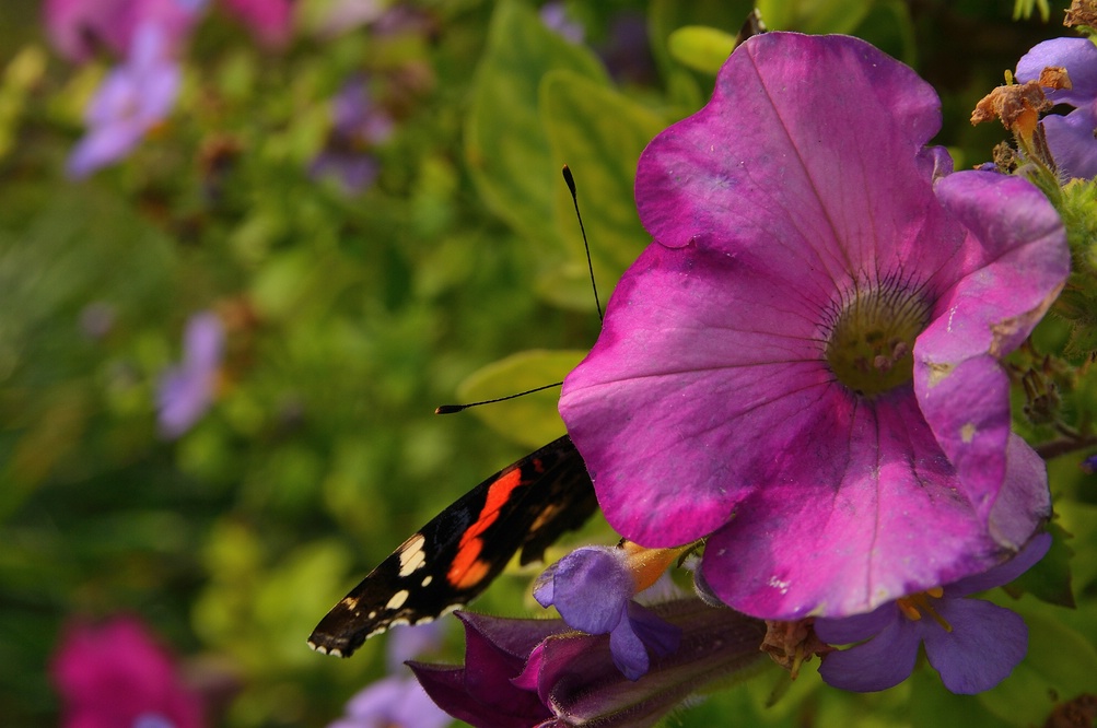 comp DSC 6380c
