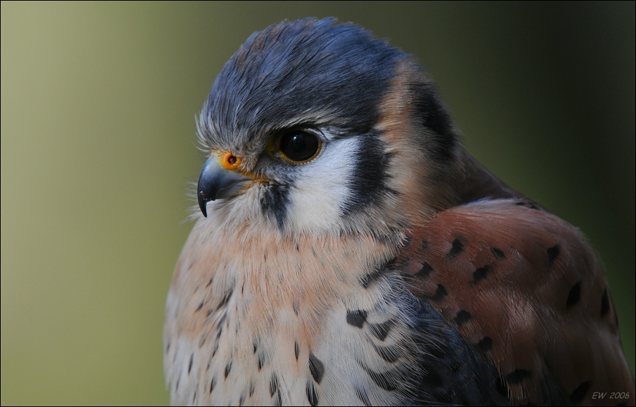 comp DSC 6396