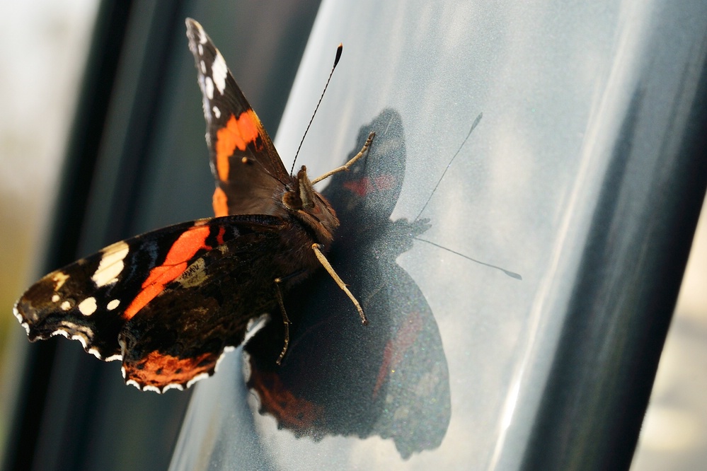 comp DSC 6398
