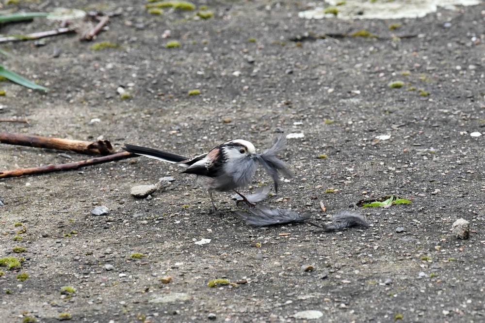 comp DSC 6442