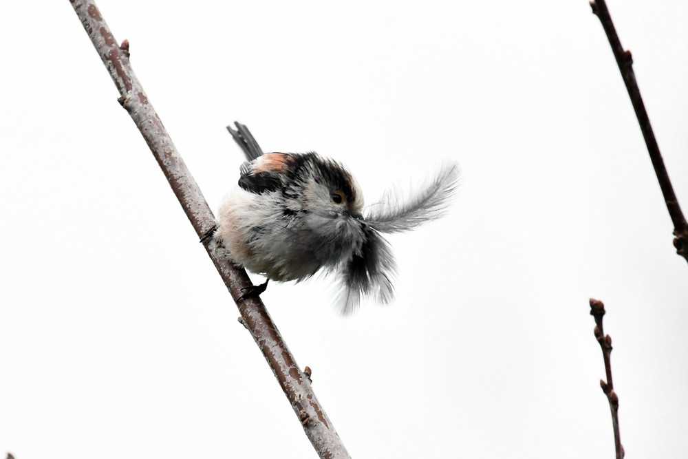 comp DSC 6447