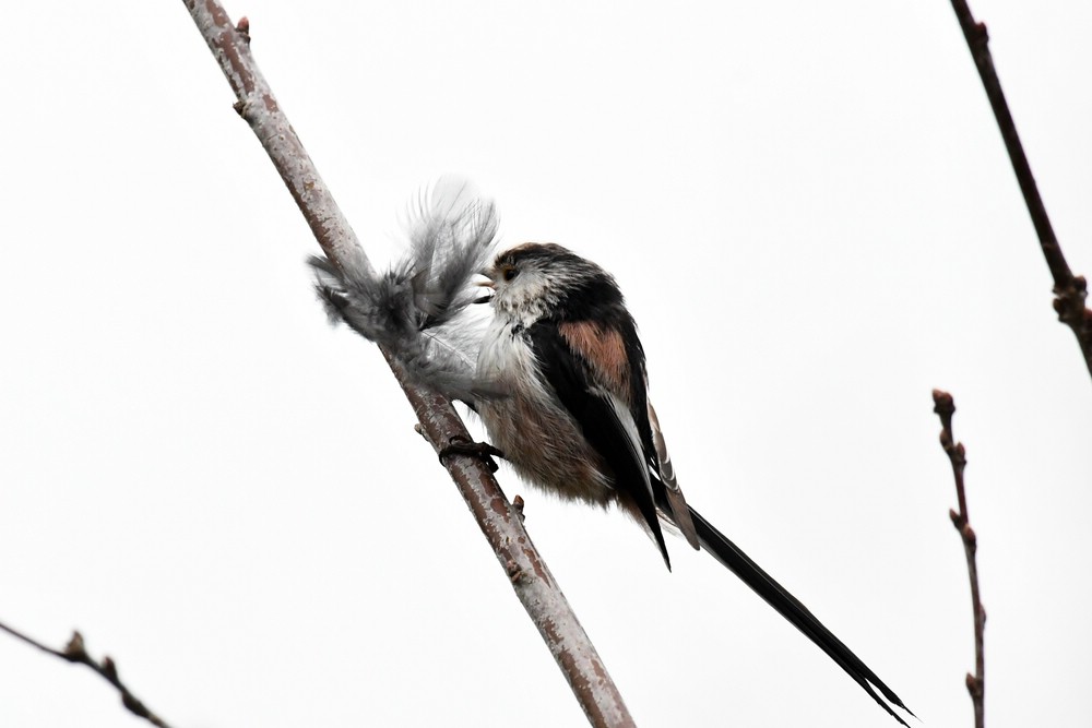 comp DSC 6454