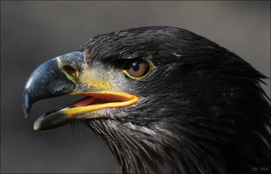 comp DSC 6567