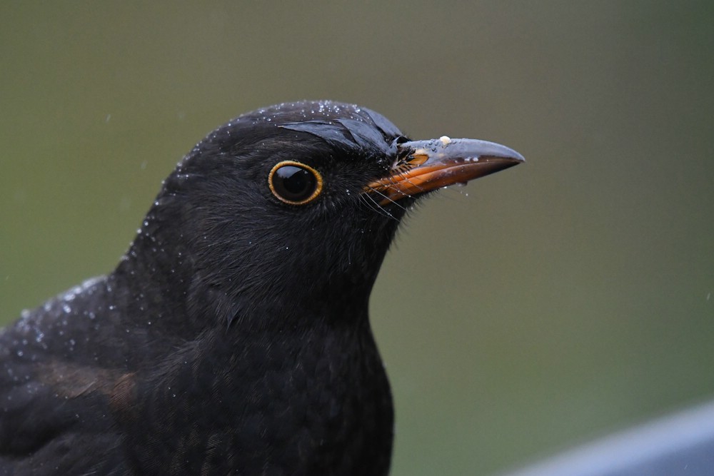 comp DSC 6714