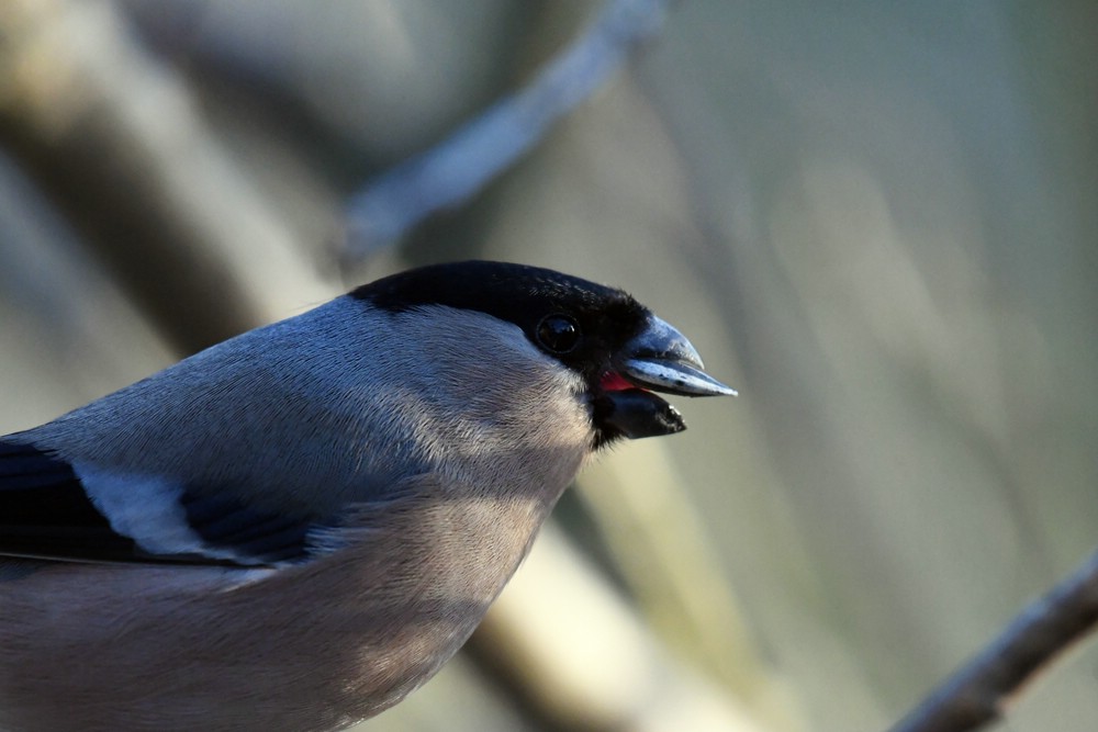 comp DSC 6794