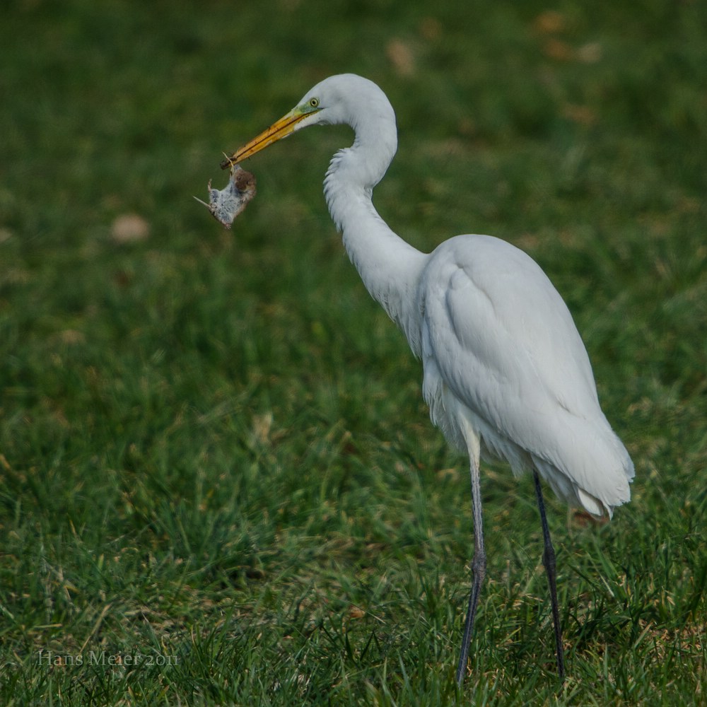 comp DSC 6863